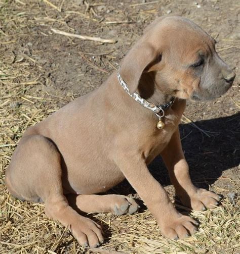 puppies for sale longmont co